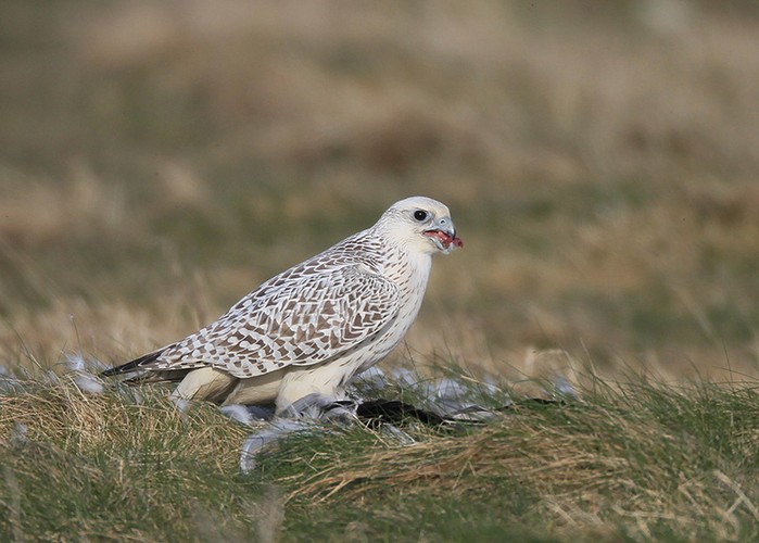 Gyr