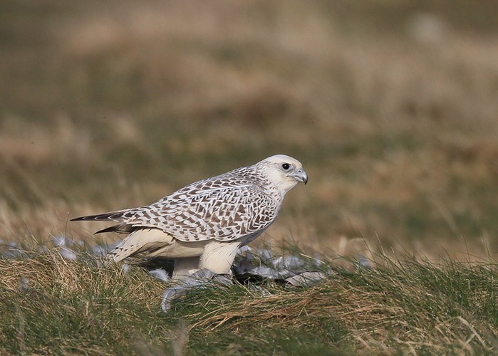 Gyr