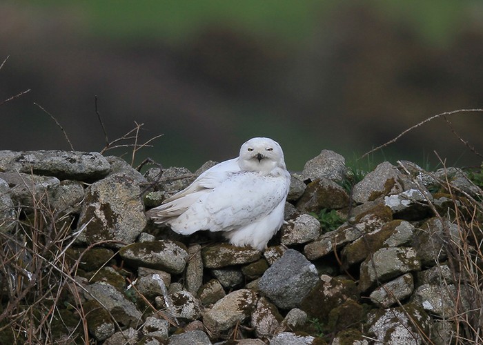 Snowy Owl