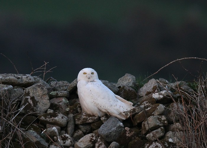Snowy Owl