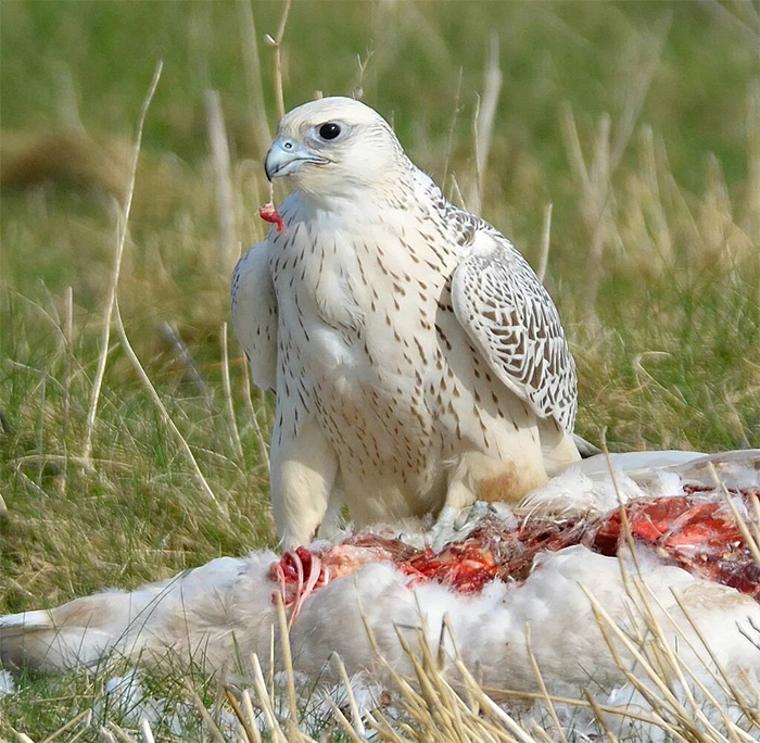 Gyr