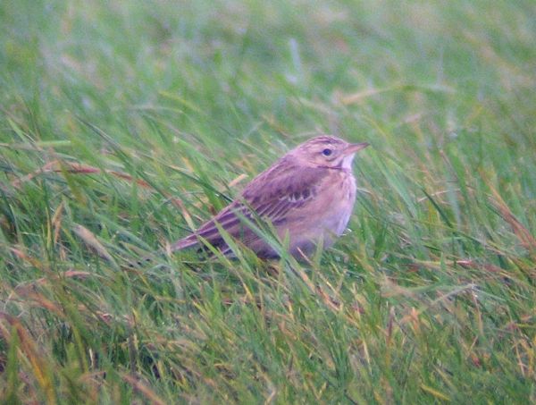 Richard's Pipit