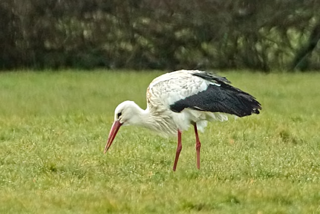 White Stork