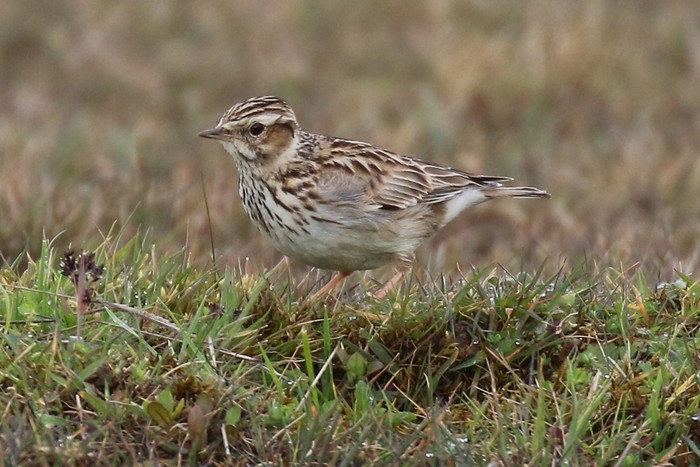 Woodlark