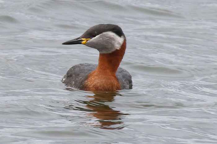 Red-necked Grebe