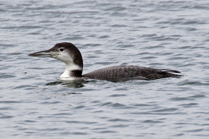 Great Northern Diver