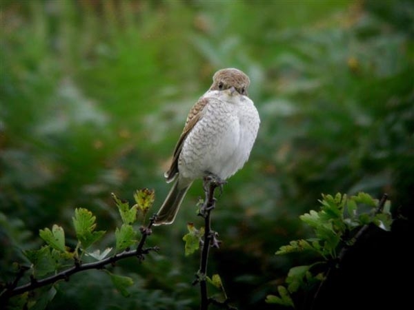 Red-backed Shrike