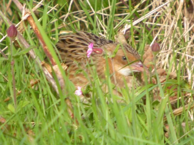 Corncrake