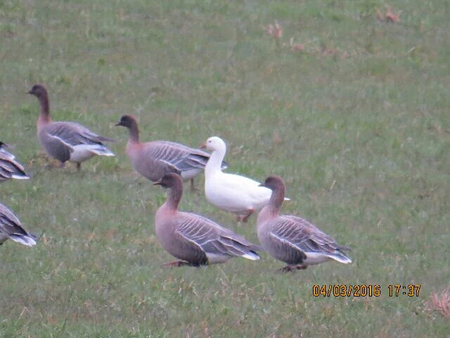 Ross's Goose