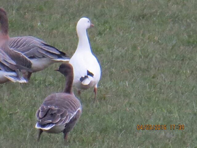Ross's Goose