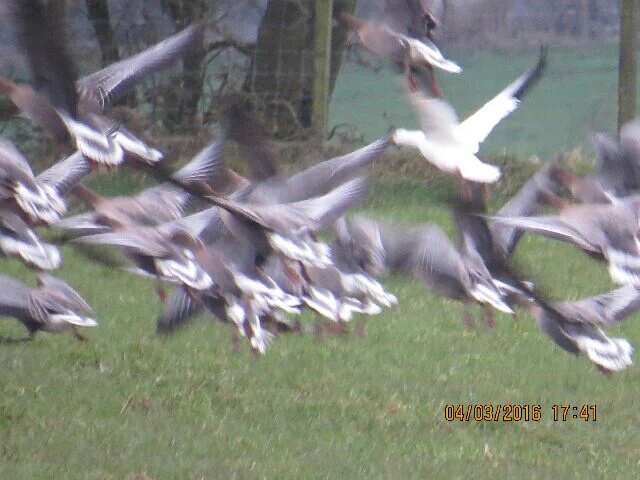 Ross's Goose 
