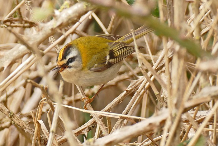 Firecrest