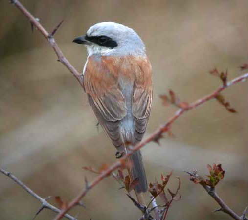 Red-backed Shrike