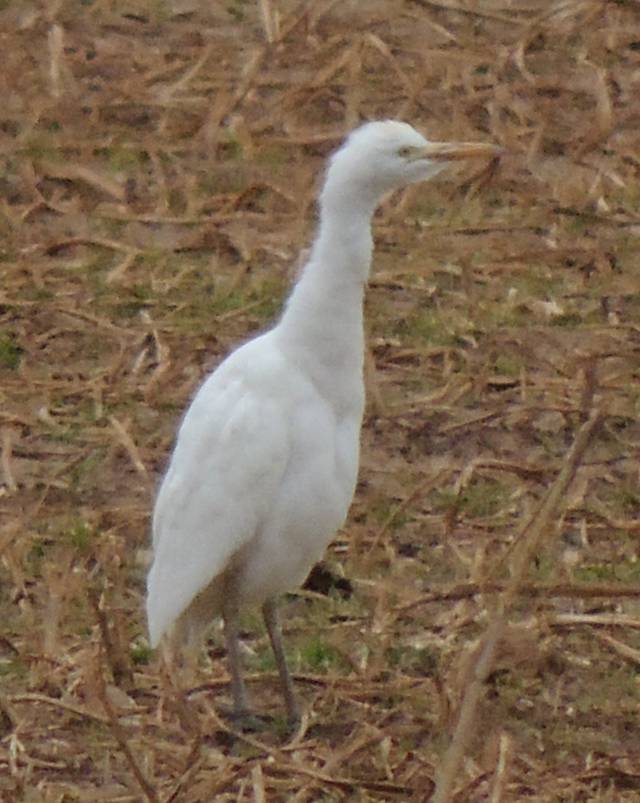 Cattle Egret