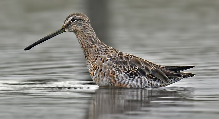 Long-billed Dowitcher