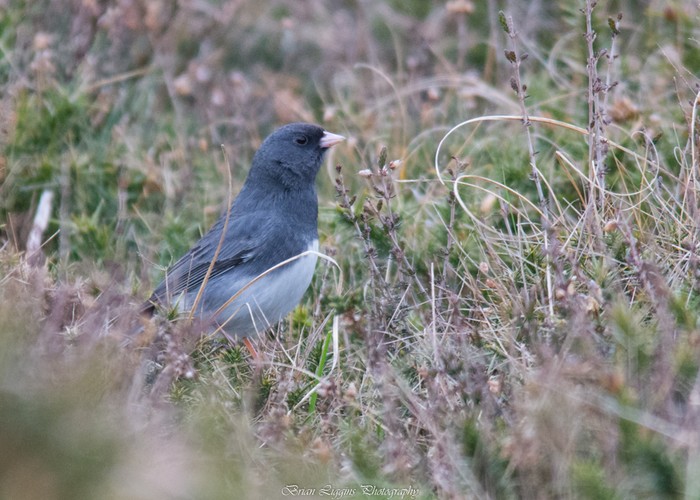 Slate-coloured Junco