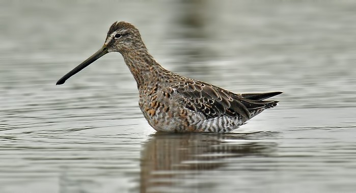Long-billed Dowitcher
