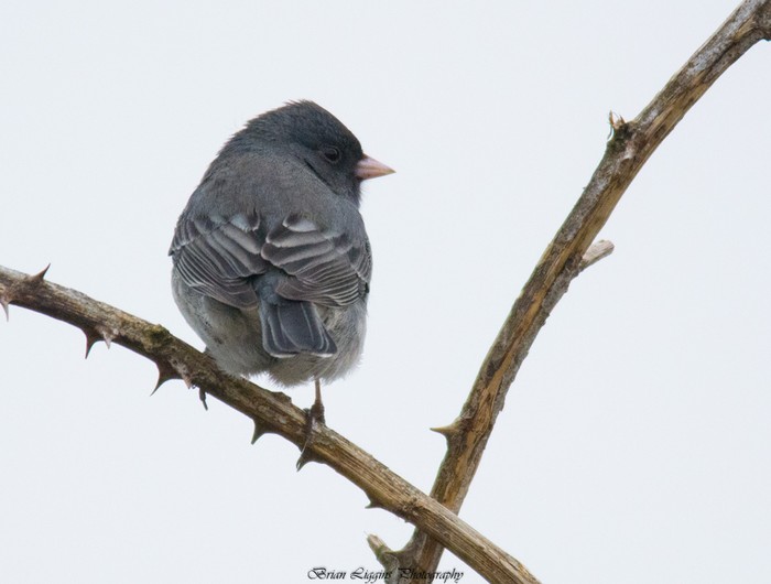 Slate-coloured Junco