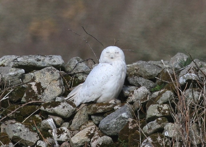 Snowy Owl