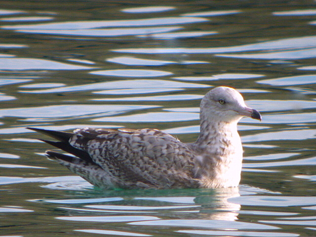 American Herring Gull