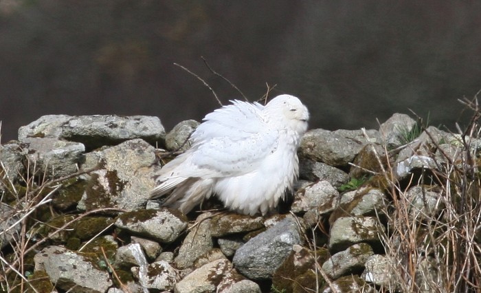 Snowy Owl