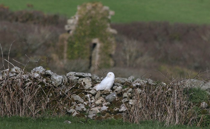 Snowy Owl