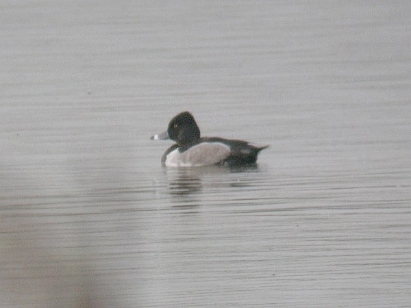 Ring-necked Duck