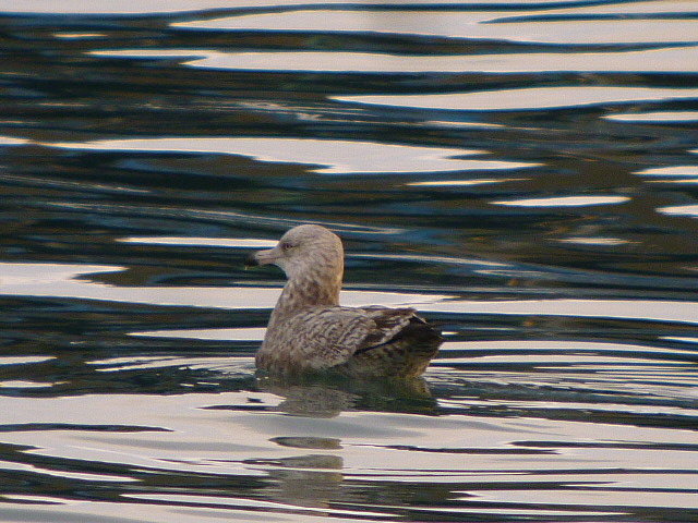 American Herring Gull