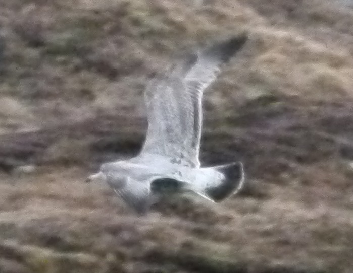 American Herring Gull