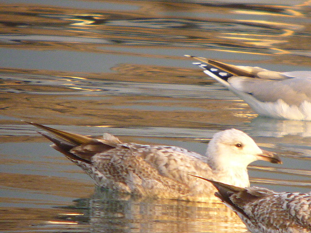American Herring Gull
