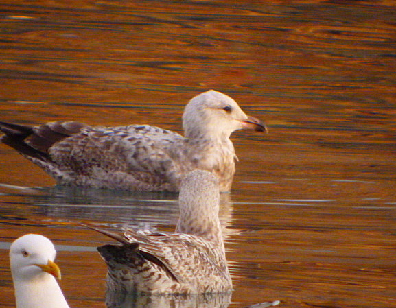 American Herring Gull