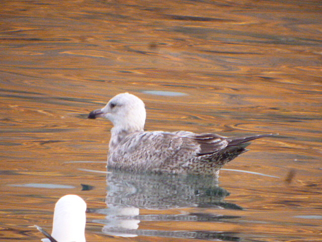 American Herring Gull