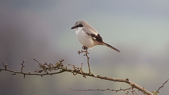 Great Grey Shrike