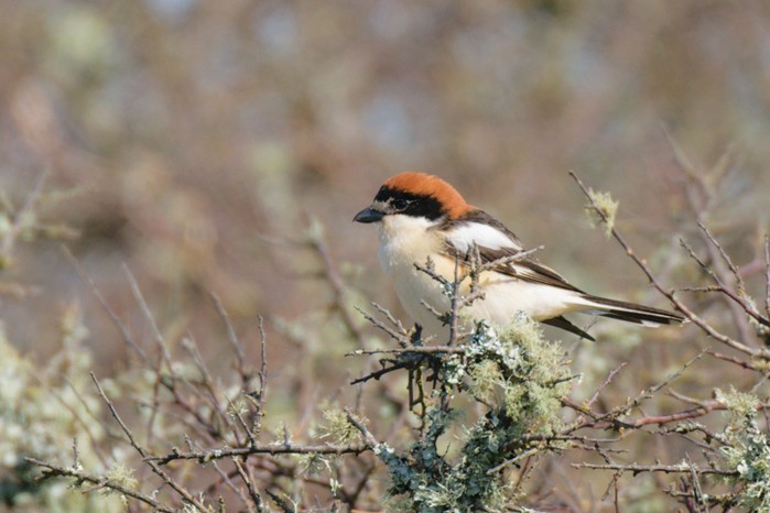Woodchat Shrike