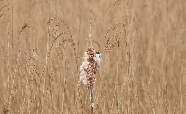 Penduline Tit