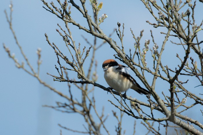 Woodchat Shrike