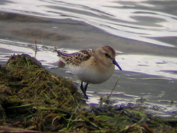 Little Stint