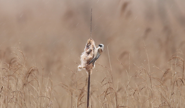 Penduline Tit