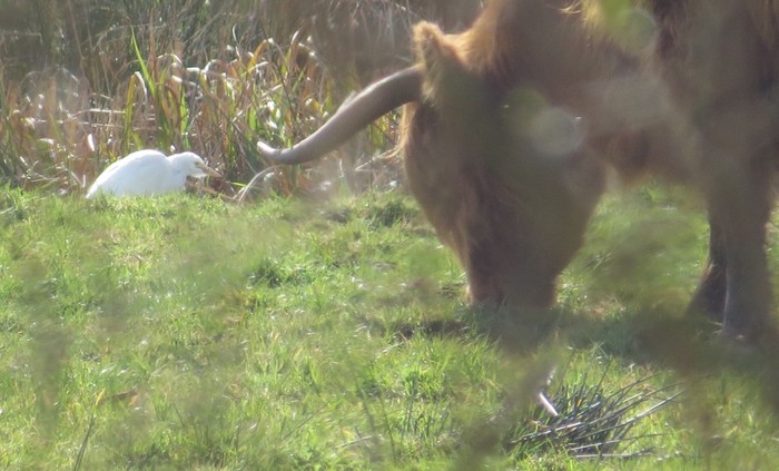Cattle Egret