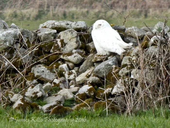 Snowy Owl
