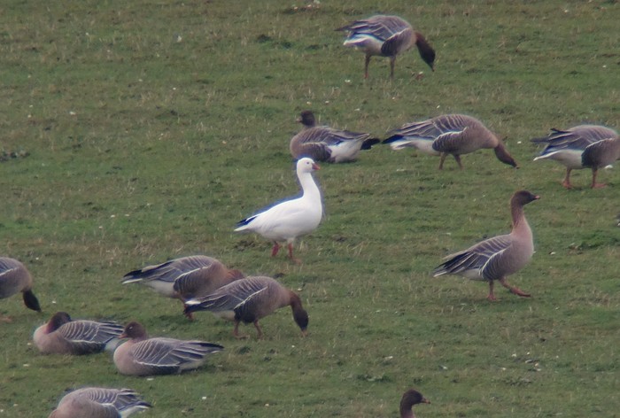 Ross's Goose