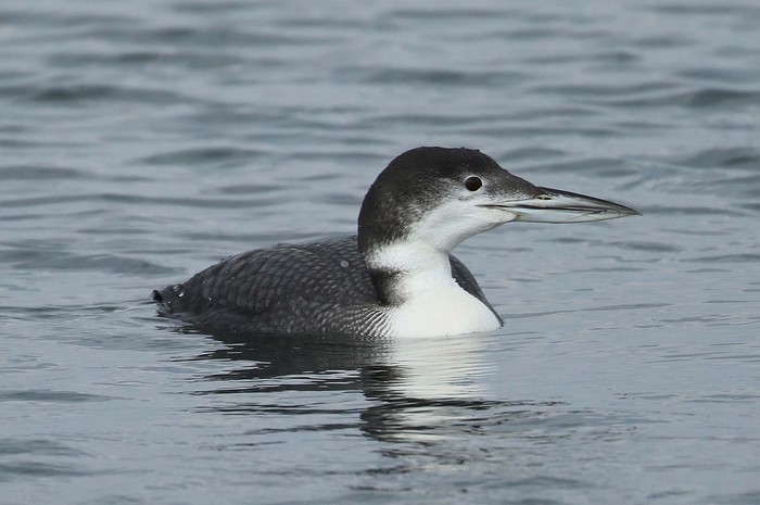 Great Northern Diver