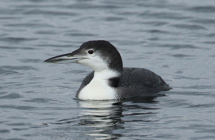 Great Northern Diver