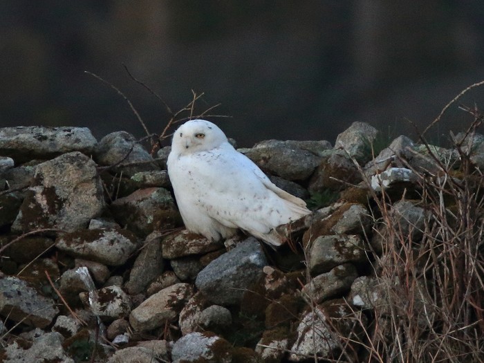 Snowy Owl