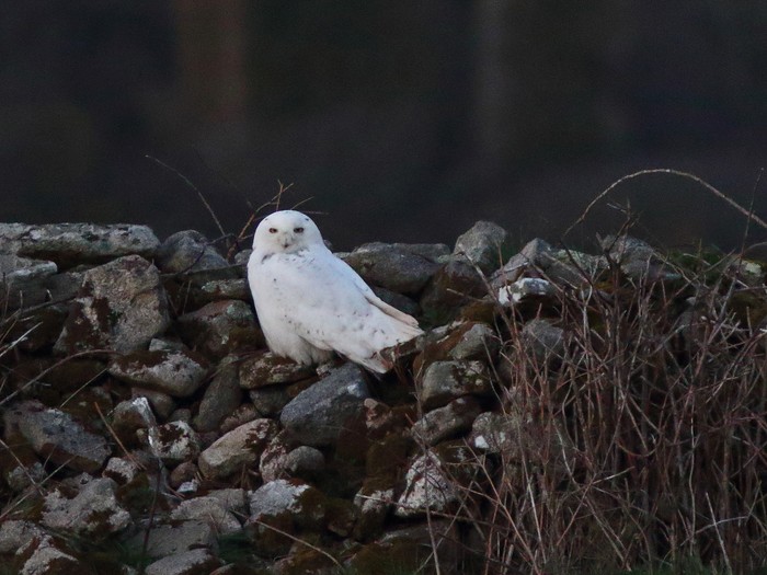 Snowy Owl