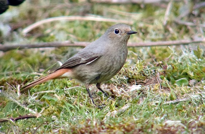 Black Redstart