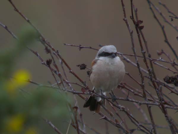 Red-backed Shrike