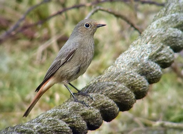 Black Redstart