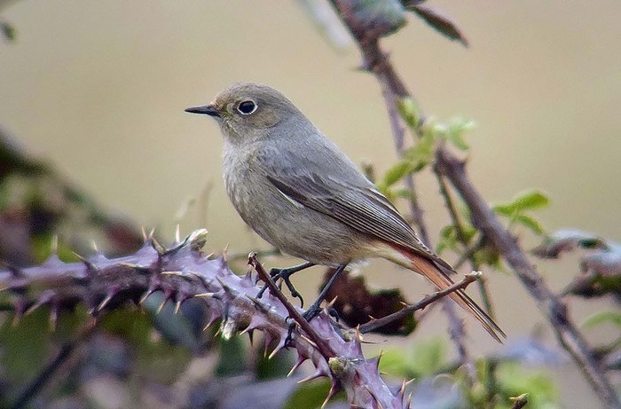Black Redstart
