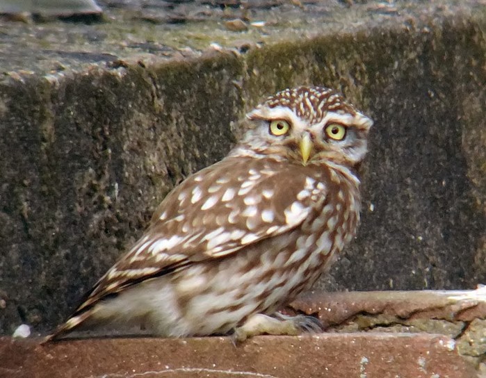 Little Owl